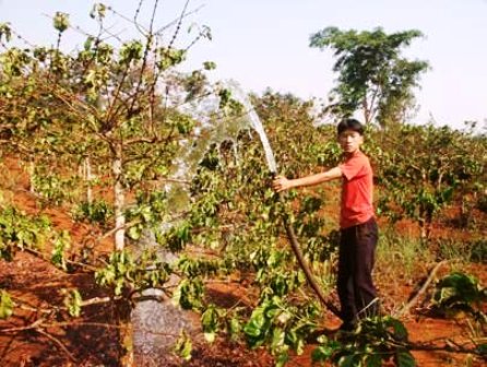 Hạn hán đang đe dọa các vùng trồng cà phê ở Tây Nguyên. (Ảnh: T.L)