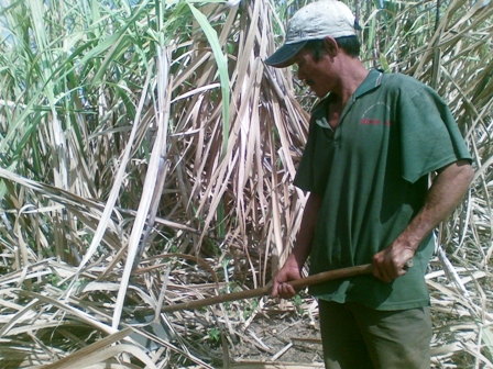 Anh Vang đang thu hoạch mía.