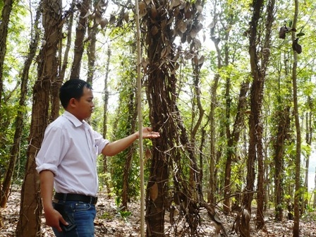 Tiêu chết hàng loạt khiến người dân xã Ea Ning, huyện Cư Kuin không khỏi lao đao.