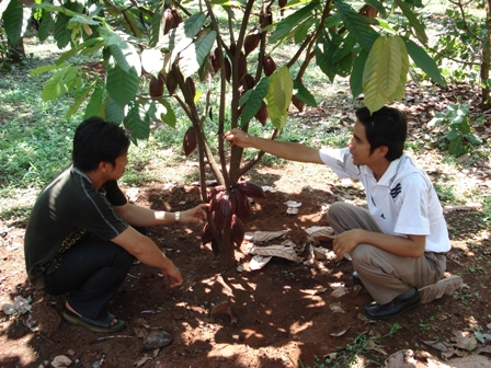 Cán bộ kỹ thuật của dự án đang hướng dẫn nông dân cách chăm sóc cây ca cao