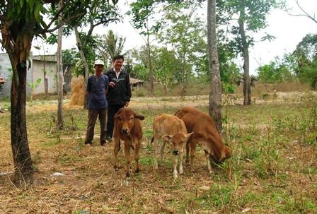 Những con bê lai từ Chương trình cải tạo đàn bò của gia đình anh Nguyễn Văn Phước (thôn 1, xã Hòa Sơn)