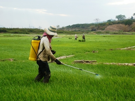 Phun thuốc phòng ngừa sâu bệnh cho lúa Đông xuân.