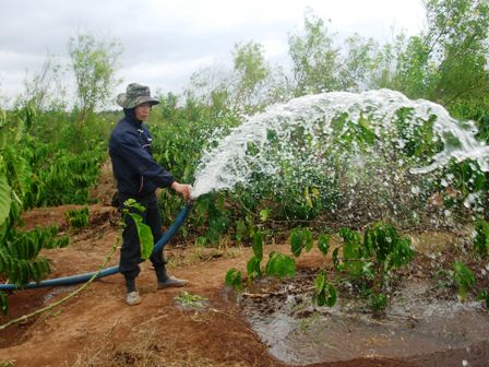 Dự báo mùa mưa năm nay đến muộn cà phê có thể phải tưới thêm 2 đến 3 đợt.