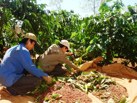 Thu hoạch bảo đảm tỷ lệ quả chín - một trong những giải pháp nâng cao chất lượng cà phê.