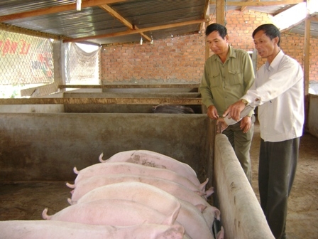 Nhờ được vay vốn nhiều hội viên CQN huyện Krông Pak đã phát triển mô hình chăn nuôi hiệu quả