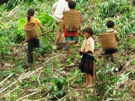 Đang ở tuổi đến trường, nhưng những đứa trẻ ở buôn Ea Uôl phải đi mót sắn để bán lấy tiền.