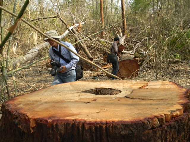 Hàng loạt cây gỗ hương có đường kính trên 1m 