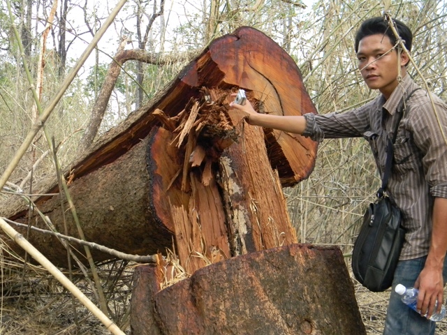 Tại hiện trường còn rất nhiều cây gỗ hương đã bị lâm tặc chặt hạ nhưng chưa kịp vận chuyển ra khỏi rừng