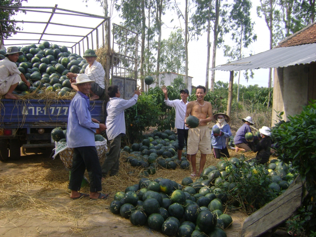 Gia đình ông Nguyễn Văn Quyết đang xuất bán số dưa vừa thu hoạch cho thương lái.