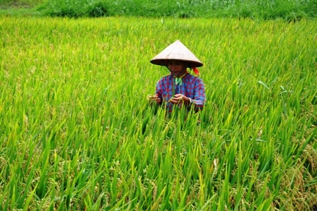 Nông dân xã Ea Dah (Krông Năng) bên ruộng lúa lai. (Ảnh: L.N)