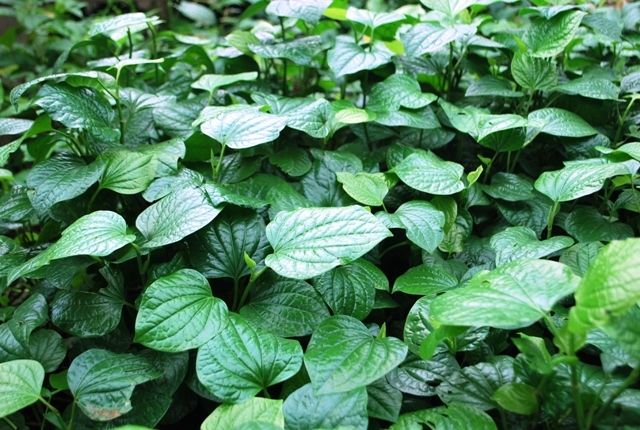 Lá lốt, một loại rau rừng thông dụng ở Quảng Nam.