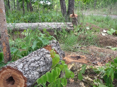 Và cả những cây gỗ được cắt thành khúc chưa kịp vận chuyển ra ngoài