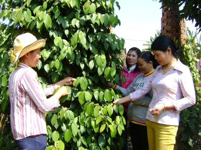 Được sự hướng dẫn kỹ thuật của cán bộ khuyến nông, nhiều vườn tiêu của các hộ nông dân ở xã Phú Xuân - Krông Năng đang phát triển bền vững.