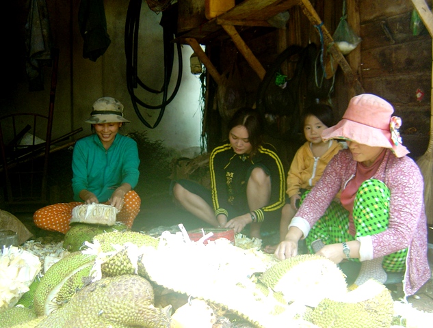 Nghề lột mít đem lại thu nhập cao cho gia đình chị Khổng Thị Thu Hà (bìa phải) và nhiều hộ dân ở Hòa Tiến – Krông Pak.