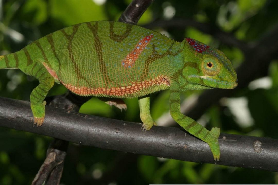 Furcifer timoni