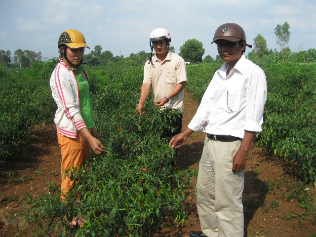 Bà Lê Thị Hồng Phúc đang giới thiệu mô hình ớt  với hội viên nông dân xã Hòa Xuân.
