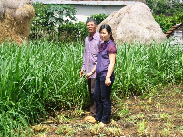 Mô hình trồng cỏ cao sản chăn nuôi bò do thạc sĩ Châu Thị Minh Long triển khai ở xã Ea Phê, huyện Krông Pak đã góp phần thay đổi tập quán chăn nuôi lạc hậu của bà con nông dân.