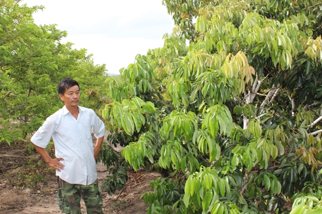 Anh Nguyễn Văn Hòa (thôn 1, xã Ea Sô, huyện Ea Kar) với vườn vải thiều 5 năm tuổi.
