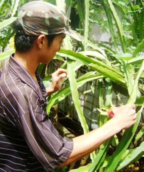 Anh Hoàng Văn Học đang kiểm tra cây giống thanh long ruột đỏ mới được nhân giống.