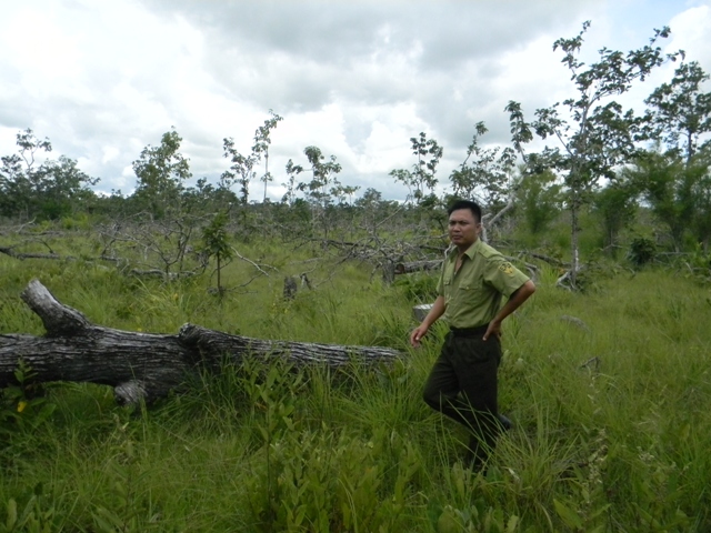 Hiện trường vụ phá rừng tại khu vực đất rừng đã giao cho doanh nghiệp tư nhân Minh Hằng