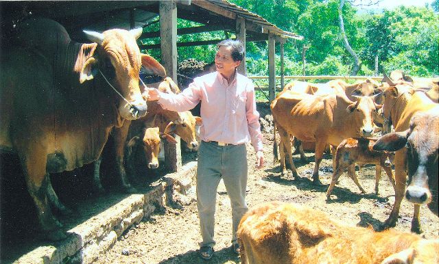 Đàn bò gần 100 con của gia đình anh Mạnh nuôi bán công nghiệp phát triển tốt.