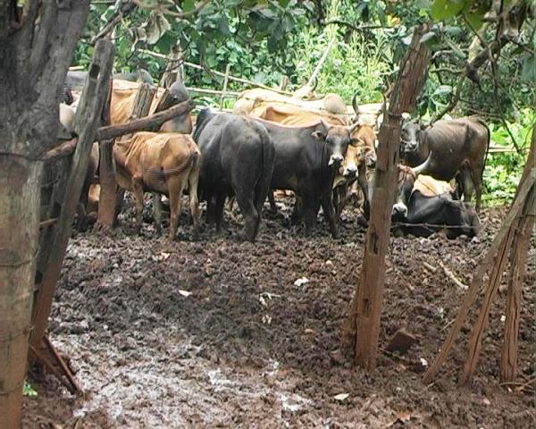 Nhiều hộ nuôi bò ở xã Ea H’leo ít chú trọng đến việc làm chuồng trại, thường nhốt gia súc ngoài trời như thế này.