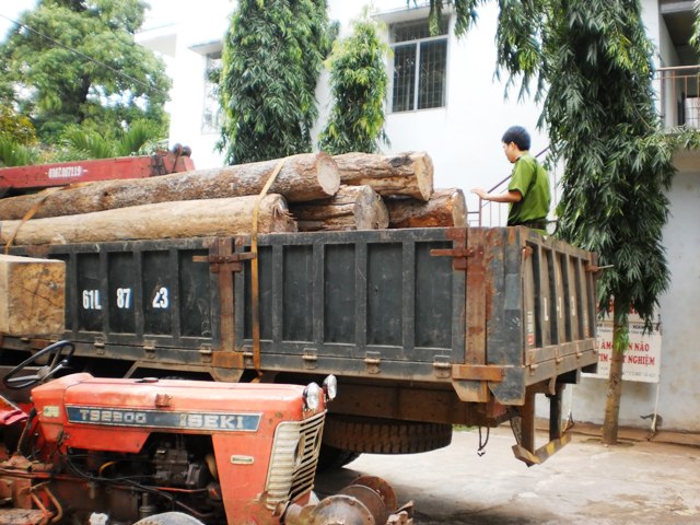Lực lượng Cảnh sát môi trường kiểm tra số gỗ khai thác trái phép sau khi thu giữ.