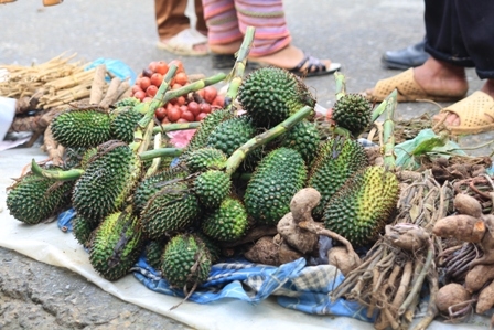 Những loại quả, củ rừng này chỉ dùng để ngâm rượu