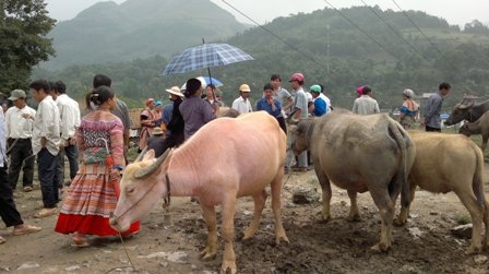 chợ trâu cũng tấp nập người bán -mua và dạo chợ