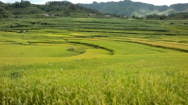 Những ruộng lúa ươm vàng màu nắng
