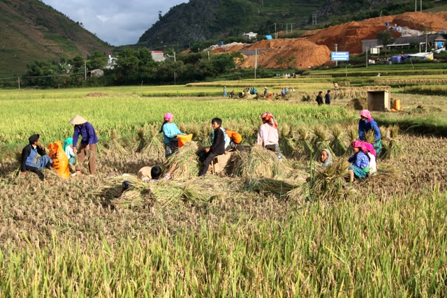 mùa vàng trên cao nguyên đá