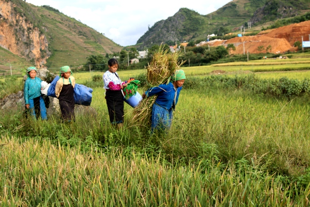 Niềm vui mùa gặt