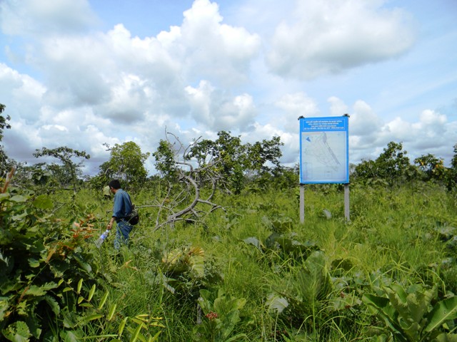 Diện tích rừng được giao cho Công ty TNHH Minh Hằng khoanh nuôi, quản lý và bảo vệ trên địa bàn xã Ya T’mốt - Ea Súp bị chặt  phá tan nát.                                 Ảnh: P.V