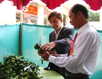 giới thiệu quýt 1.JPG