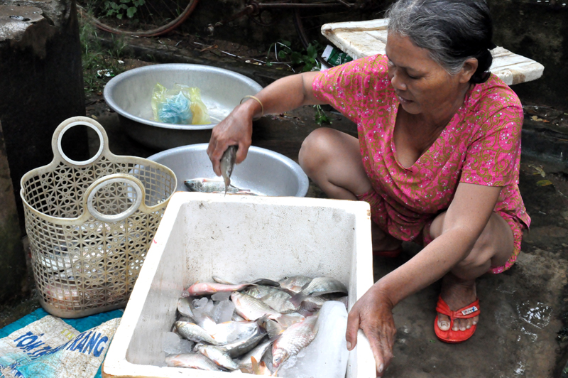 Các mệ phân loại cá