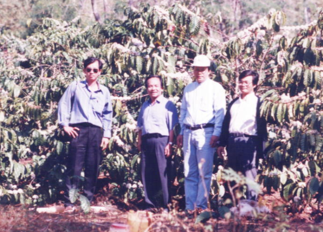 Vườn cà phê vối có cây che bóng là keo dậu.