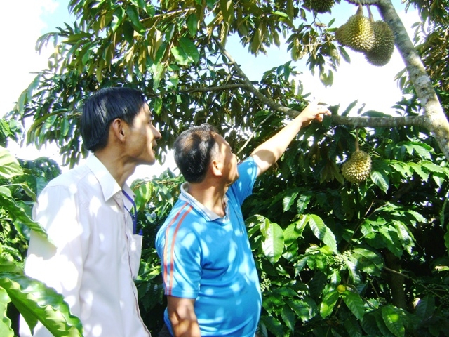 Anh Trần Hữu Đức  (thôn Liên Hóa, xã Cư Kpô, huyện Krông Buk) giới thiệu hiệu quả việc trồng xen cây sầu  riêng ghép trong vườn cà phê.