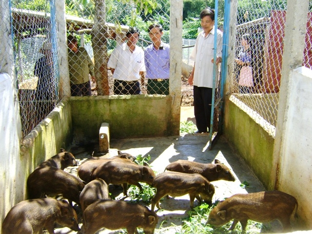Hội viên nông dân tham quan trang trại nuôi heo rừng của hộ ông Trần Đình Mãi (thôn An Bình, xã Cư Kpô, huyện Krông Buk).