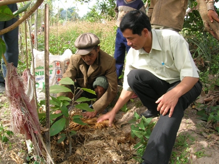 Cán bộ khuyến nông hướng dẫn kỹ thuật trồng ca cao cho nông dân
