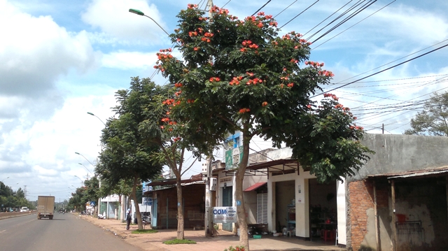 Cây sò đo cam được trồng tại đường Phạm Văn Đồng Tp. Buôn Ma Thuột