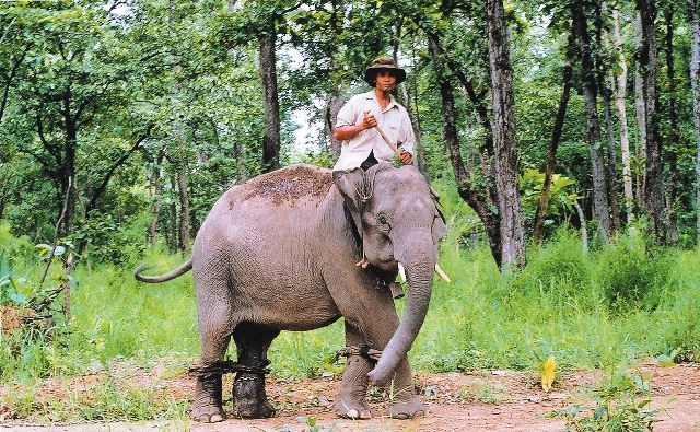 Thuần dưỡng voi, một sản phẩm du lịch đặc sắc ở Dak Lak đã dần vắng bóng. Các sản phẩm du lịch khác cũng đã trở nên nhàm chán với du khách.