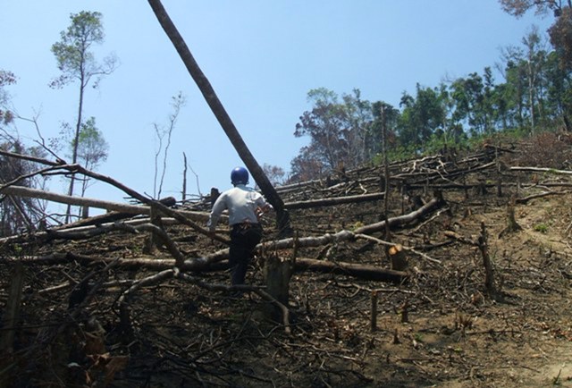 Hàng nghìn ha rừng ở Dak Lak đã bị gọt trụi bởi dân di cư tự do. (Trong ảnh: Rừng tự nhiên ở xã Cư San, huyện M’Drak bị dân di cư tự do “hóa kiếp” thành rẫy).