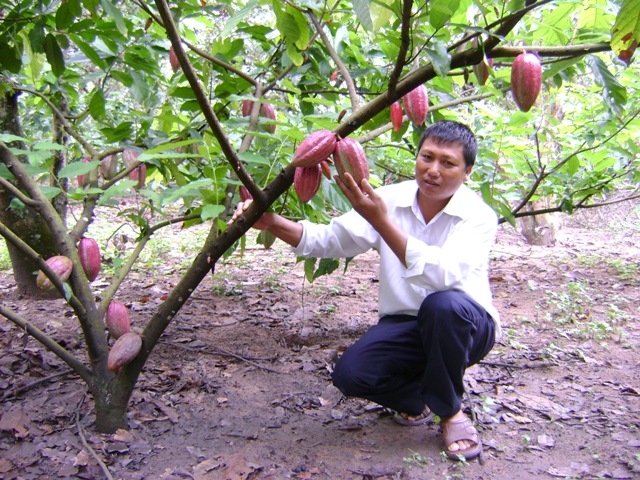 Gia đình anh Đặng Văn Chung là một trong những hộ tiên phong thực hiện  mô hình trồng cây ca cao xen canh trong vườn cà phê ở thôn Điện Biên 3 (xã Ea Kmút, huyện Ea Kar).