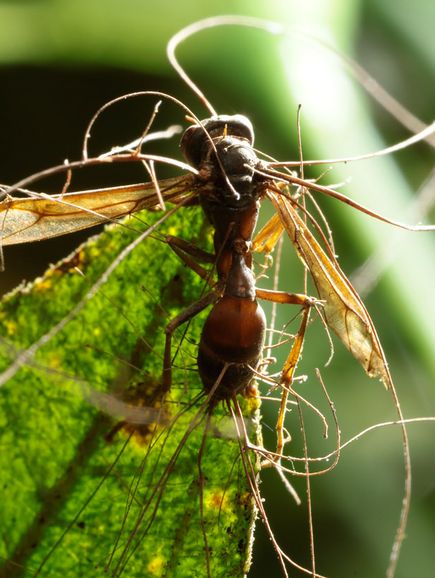 Thân của một loài nấm đặc biệt có tên là Ophiocordyceps camponoti-balzani mọc ngay trên đỉnh đầu những con kiến trong khu vực rừng mưa nhiệt đới ở Brazil.