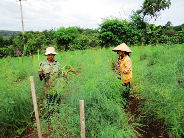 Vườn măng tây của chị Danh trước... 