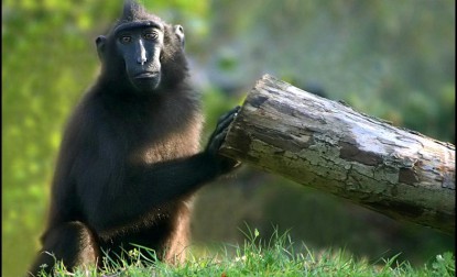 Khỉ mào đen (Macaca nigra) có nguồn gốc từ đảo Sulawesi, Indonesia