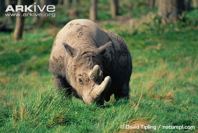 Tê giác Sumatra (Dicerorhinus sumatrensis) là một trong những loài động vật có vú quý hiếm nhất thế giới, hiện tại chỉ còn khoảng 250 cá thể đang tồn tại 