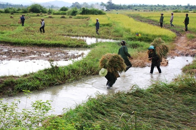 Vận chuyển lúa thu hoạch từ ruộng lên bờ lớn khiến các bờ ruộng, kênh mương hư hại.