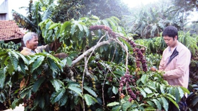 Nông dân thôn Hòa Thắng chờ cà phê chín đạt tỷ lệ 85-90% mới thu hoạch.