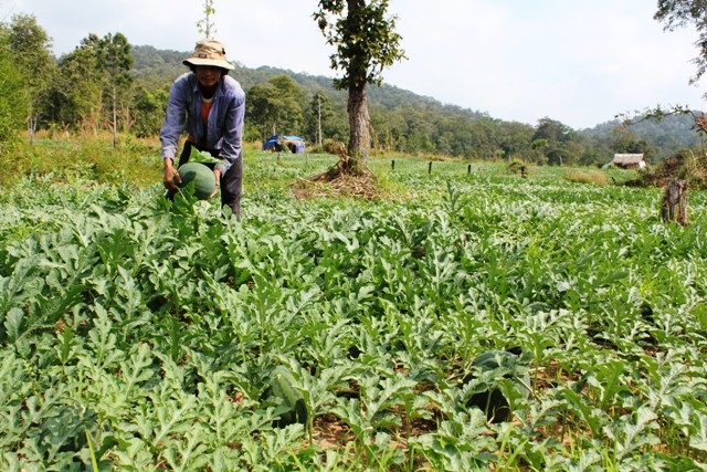 Vườn dưa hấu của một hộ dân tỉnh Quảng Ngãi lên thuê đất trồng tại xã Krông Na, huyện Buôn Đôn.